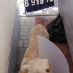 Подробнее об объявлении «Пропала собака кобель Владикавказ» Фото: пропала собака Лабрадор ретривер «Пропала собака кобель Владикавказ» в г. Владикавказ