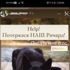 Подробнее об объявлении «Краснодар Пропала собака кобель» Фото: пропала собака  «Краснодар Пропала собака кобель» в г. Краснодар