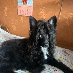 Подробнее об объявлении «Среднеуральск Пропала собака кобель» Фото: пропала собака Китайская хохлатая собака «Среднеуральск Пропала собака кобель» в г. Среднеуральск