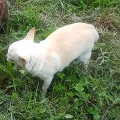 Подробнее об объявлении «Пропала собака кобель Санкт-Петербург» Фото: пропала собака Чихуахуа «Пропала собака кобель Санкт-Петербург» в г. Санкт-Петербург