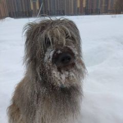 Подробнее об объявлении «Пропала собака кобель очень нужна помощь в поиске Санкт-Петербург» Фото: пропала собака  «Пропала собака кобель очень нужна помощь в...» в г. Санкт-Петербург