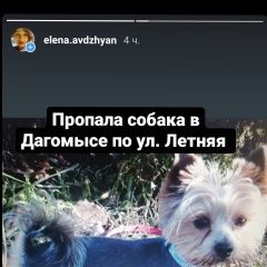Подробнее об объявлении «Пропала собака кобель йорик мальчик дагомыс Сочи» Фото: пропала собака Йоркширский терьер «Пропала собака кобель йорик мальчик дагомыс Сочи» в г. Сочи