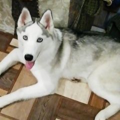 Подробнее об объявлении «Пропала собака Санкт-Петербург» Фото: пропала собака Сибирская хаски «Пропала собака Санкт-Петербург» в г. Санкт-Петербург