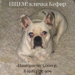 Подробнее об объявлении «Краснодар Пропала собака кобель» Фото: пропала собака Французский бульдог «Краснодар Пропала собака кобель» в г. Краснодар