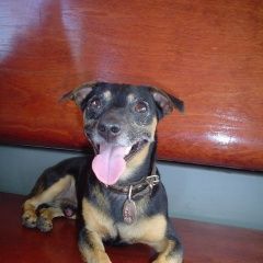 Подробнее об объявлении «Пропала собака кобель старый седой той-терьер Санкт-Петербург» Фото: пропала собака Той-терьер «Пропала собака кобель старый седой той-терьер...» в г. Санкт-Петербург