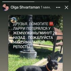 Подробнее об объявлении «Пропала собака кобель тойтерьер Сочи» Фото: пропала собака Той-терьер «Пропала собака кобель тойтерьер Сочи» в г. Сочи