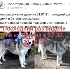 Подробнее об объявлении «Ростов-на-Дону Пропала собака собачка без ошейника. в руки может не до» Фото: пропала собака Сибирская хаски «Ростов-на-Дону Пропала собака собачка без...» в г. Ростов-на-Дону