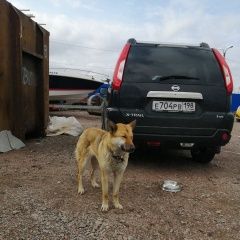 Подробнее об объявлении «Пропала собака Санкт-Петербург» Фото: пропала собака  «Пропала собака Санкт-Петербург» в г. Санкт-Петербург