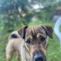 Подробнее об объявлении «Пропала собака кобель Нижний Новгород» Фото: пропала собака  «Пропала собака кобель Нижний Новгород» в г. Нижний Новгород