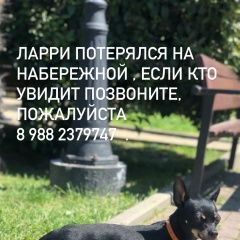 Подробнее об объявлении «Пропала собака тойтерьер Сочи» Фото: пропала собака  «Пропала собака тойтерьер Сочи» в г. Сочи