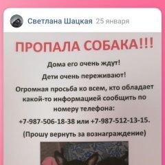 Подробнее об объявлении «Пенза Пропала собака кобель в кривозерье» Фото: пропала собака Русский той-терьер «Пенза Пропала собака кобель в кривозерье» в г. Пенза