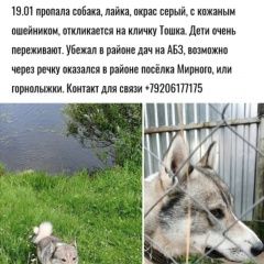 Подробнее об объявлении «Обнинск Пропала собака кобель» Фото: пропала собака  «Обнинск Пропала собака кобель» в г. Обнинск