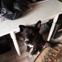 Подробнее об объявлении «Пропала собака кобель центральный район Хабаровск» Фото: пропала собака  «Пропала собака кобель центральный район Хабаровск» в г. Хабаровск