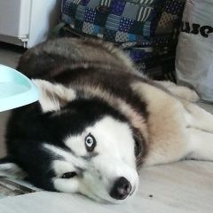 Подробнее об объявлении «Тюмень Пропала собака кобель ачи» Фото: пропала собака Аляскинский маламут «Тюмень Пропала собака кобель ачи» в г. Тюмень