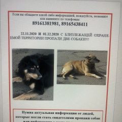 Подробнее об объявлении «Пропала собака кобель Москва» Фото: пропала собака  «Пропала собака кобель Москва» в г. Москва