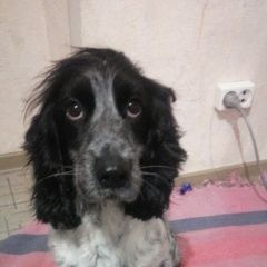 Подробнее об объявлении «Пропала собака кличка берта Самара» Фото: пропала собака Русский охотничий спаниель «Пропала собака кличка берта Самара» в г. Самара