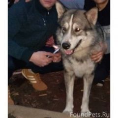 Подробнее об объявлении «Пропала собака кобель пес.. метис маламута Нижний Новгород» Фото: пропала собака Аляскинский маламут «Пропала собака кобель пес.. метис маламута...» в г. Нижний Новгород