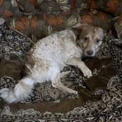 Подробнее об объявлении «Пропала собака кобель Санкт-Петербург» Фото: пропала собака  «Пропала собака кобель Санкт-Петербург» в г. Санкт-Петербург