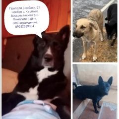 Подробнее об объявлении «Пропала собака кобель три собаки Воскресенск» Фото: пропала собака  «Пропала собака кобель три собаки Воскресенск» в г. Воскресенск