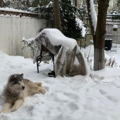 Подробнее об объявлении «Пропала собака кобель аляскинский маламут альбус Троицк» Фото: пропала собака Аляскинский маламут «Пропала собака кобель аляскинский маламут...» в г. Троицк