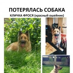 Подробнее об объявлении «Пропала собака помогите найти Пермь» Фото: пропала собака  «Пропала собака помогите найти Пермь» в г. Пермь