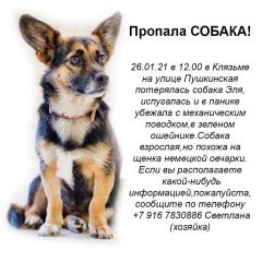 Подробнее об объявлении «Пропала собака, Пушкино» Фото: пропала собака  «Пропала собака, Пушкино» в г. Пушкино