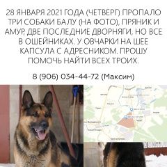 Подробнее об объявлении «Жуковский Пропала собака кобель 3 собаки» Фото: пропала собака Восточно-европейская овчарка «Жуковский Пропала собака кобель 3 собаки» в г. Жуковский