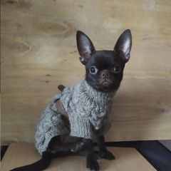 Подробнее об объявлении «Пропала собака кобель мальчик чихуахуа. Нижний Новгород» Фото: пропала собака Чихуахуа «Пропала собака кобель мальчик чихуахуа. Нижний...» в г. Нижний Новгород