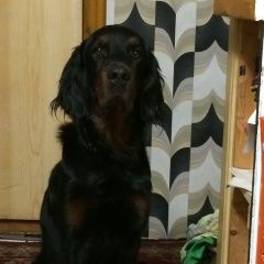 Подробнее об объявлении «Пропала собака кобель Ломоносов» Фото: пропала собака Шотландский сеттер (гордон) «Пропала собака кобель Ломоносов» в г. Ломоносов