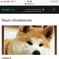 Подробнее об объявлении «Пропала собака кобель акита ину Красногорск» Фото: пропала собака Акита-ину «Пропала собака кобель акита ину Красногорск» в г. Красногорск