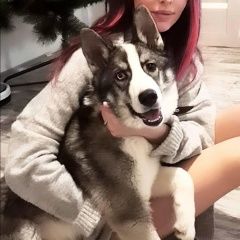 Подробнее об объявлении «Пропала собака кобель с разными глазами Самара» Фото: пропала собака  «Пропала собака кобель с разными глазами Самара» в г. Самара