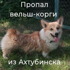 Подробнее об объявлении «Ахтубинск Пропала собака кобель корги из а» Фото: пропала собака Вельш корги «Ахтубинск Пропала собака кобель корги из а» в г. Ахтубинск
