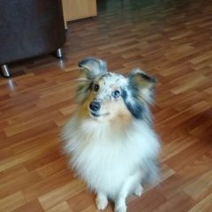 Подробнее об объявлении «Пропала собака породы шелти Санкт-Петербург» Фото: пропала собака Шелти «Пропала собака породы шелти Санкт-Петербург» в г. Санкт-Петербург