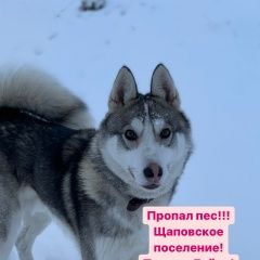Подробнее об объявлении «Подольск Пропала собака кобель» Фото: пропала собака Западно-сибирская лайка «Подольск Пропала собака кобель» в г. Подольск