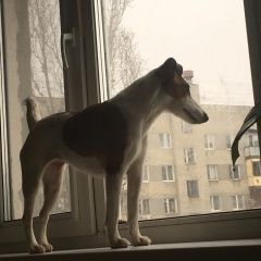 Подробнее об объявлении «Пропала собака фокстерьер Саратов» Фото: пропала собака Фокстерьер «Пропала собака фокстерьер Саратов» в г. Саратов