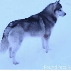 Подробнее об объявлении «Пропала собака кобель хаски серый окрас Троицк» Фото: пропала собака  «Пропала собака кобель хаски серый окрас Троицк» в г. Троицк