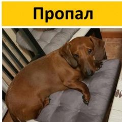 Подробнее об объявлении «Пропала собака кобель помогите найти друга  Новороссийск» Фото: пропала собака Такса «Пропала собака кобель помогите найти друга...» в г. Новороссийск