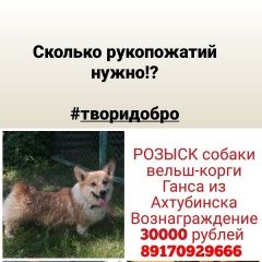 Подробнее об объявлении «Ахтубинск Пропала собака кобель вельш-корги» Фото: пропала собака Вельш корги «Ахтубинск Пропала собака кобель вельш-корги» в г. Ахтубинск