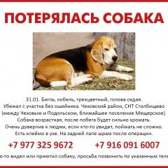 Подробнее об объявлении «Пропала собака кобель Чехов» Фото: пропала собака Бигль «Пропала собака кобель Чехов» в г. Чехов