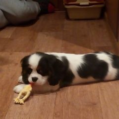 Подробнее об объявлении «Пропала собака кобель sos Санкт-Петербург» Фото: пропала собака Кавалер кинг чарльз спаниель «Пропала собака кобель sos Санкт-Петербург» в г. Санкт-Петербург