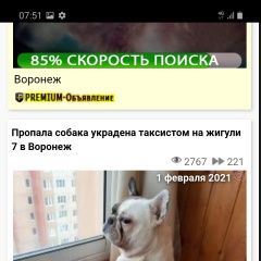 Подробнее об объявлении «Пропала собака кобель украден французкий бульдог Воронеж» Фото: пропала собака  «Пропала собака кобель украден французкий...» в г. Воронеж