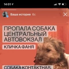 Подробнее об объявлении «Пропала собака район автовокзала Симферополь» Фото: пропала собака  «Пропала собака район автовокзала Симферополь» в г. Симферополь