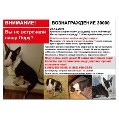 Подробнее об объявлении «Пропала собака розыск Москва» Фото: пропала собака Бультерьер «Пропала собака розыск Москва» в г. Москва