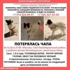 Подробнее об объявлении «Пропала собака Москва» Фото: пропала собака  «Пропала собака Москва» в г. Москва