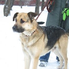 Подробнее об объявлении «Пропала собака кобель Можайск» Фото: пропала собака  «Пропала собака кобель Можайск» в г. Можайск