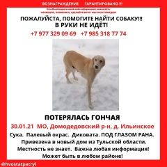Подробнее об объявлении «Пропала собака порода русская гончая Домодедово» Фото: пропала собака Гончая «Пропала собака порода русская гончая Домодедово» в г. Домодедово