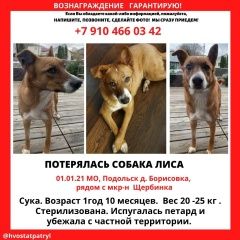Подробнее об объявлении «Подольск Пропала собака собачка» Фото: пропала собака  «Подольск Пропала собака собачка» в г. Подольск