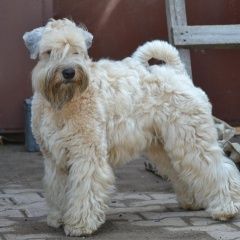 Подробнее об объявлении «Пропала собака Хабаровск» Фото: пропала собака  «Пропала собака Хабаровск» в г. Хабаровск