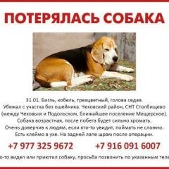 Подробнее об объявлении «Пропала собака кобель Чехов» Фото: пропала собака Бигль «Пропала собака кобель Чехов» в г. Чехов