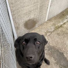 Подробнее об объявлении «Пропала собака чёрная лабрадор Симферополь» Фото: пропала собака Лабрадор ретривер «Пропала собака чёрная лабрадор Симферополь» в г. Симферополь